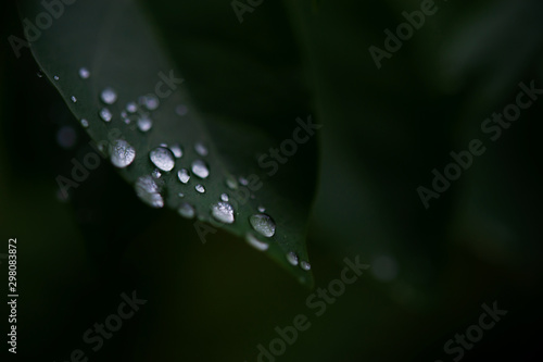 Dew leaves, raindrops that hold on green leaves after rain