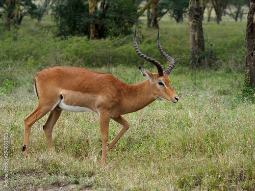 Impala  Aeplyceros melampus 