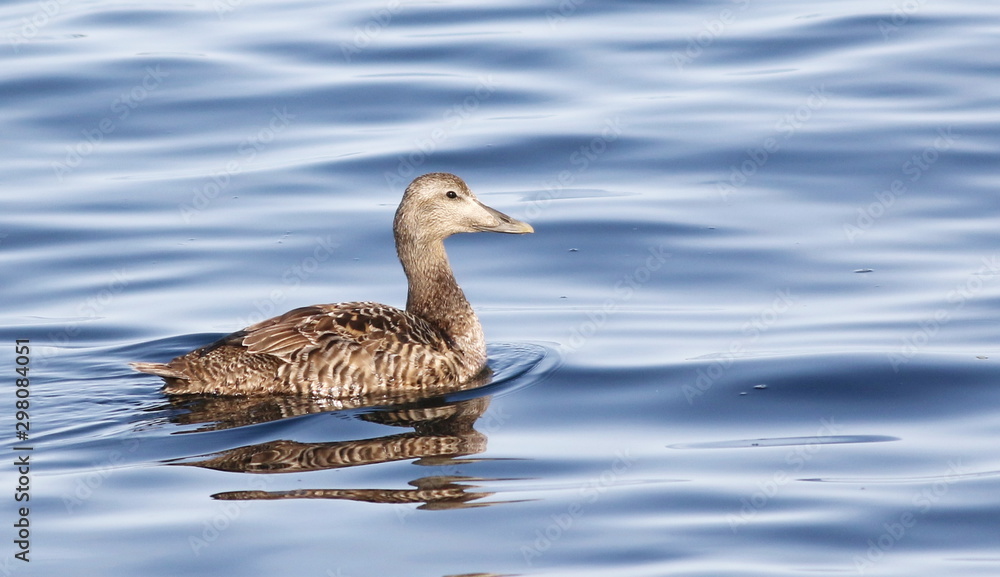 Common eider, Somateria mollissima, birds of Greenland Common eider, Somateria mollissima, birds of Greenland