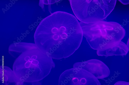 Group of blue jellyfish in ocean on a light background of water. Underwater life. Texture and background of the ocean. Tourism and underwater diving. Life in the ocean.