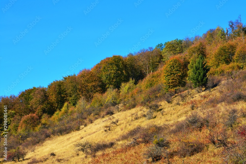hill with bushes and trees in autumn