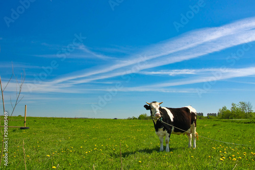 cows in field © Александр Чамин