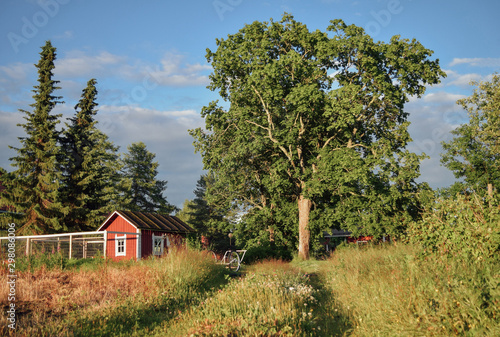 Countyside landscape with big branchy tree, field road small finnish house, pine tree, summer evening. Happy childhood concept