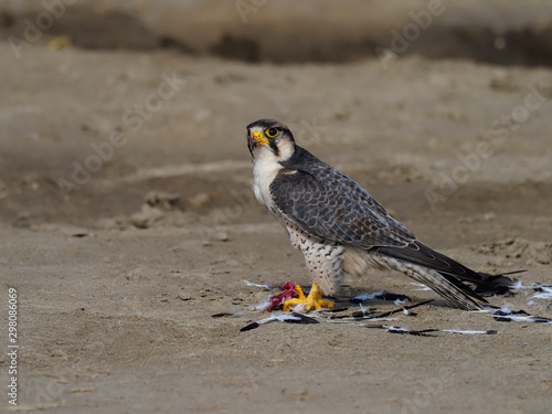 Lanner falcon, Falco biarmicus photo