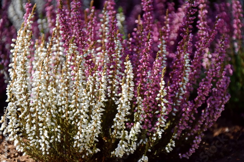 White and Pink Heather at Home Garden