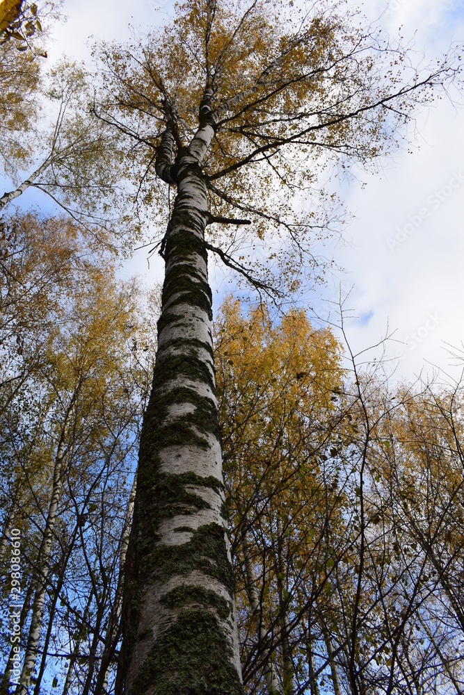 Fototapeta premium trees in the autumn forest