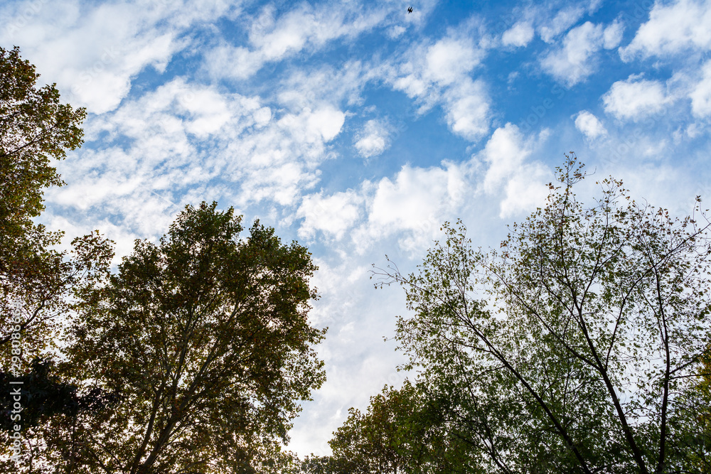 Looking from the park to the sky. Sky with clouds and blue. Looking from the park to the sky. Sky with clouds and blue.