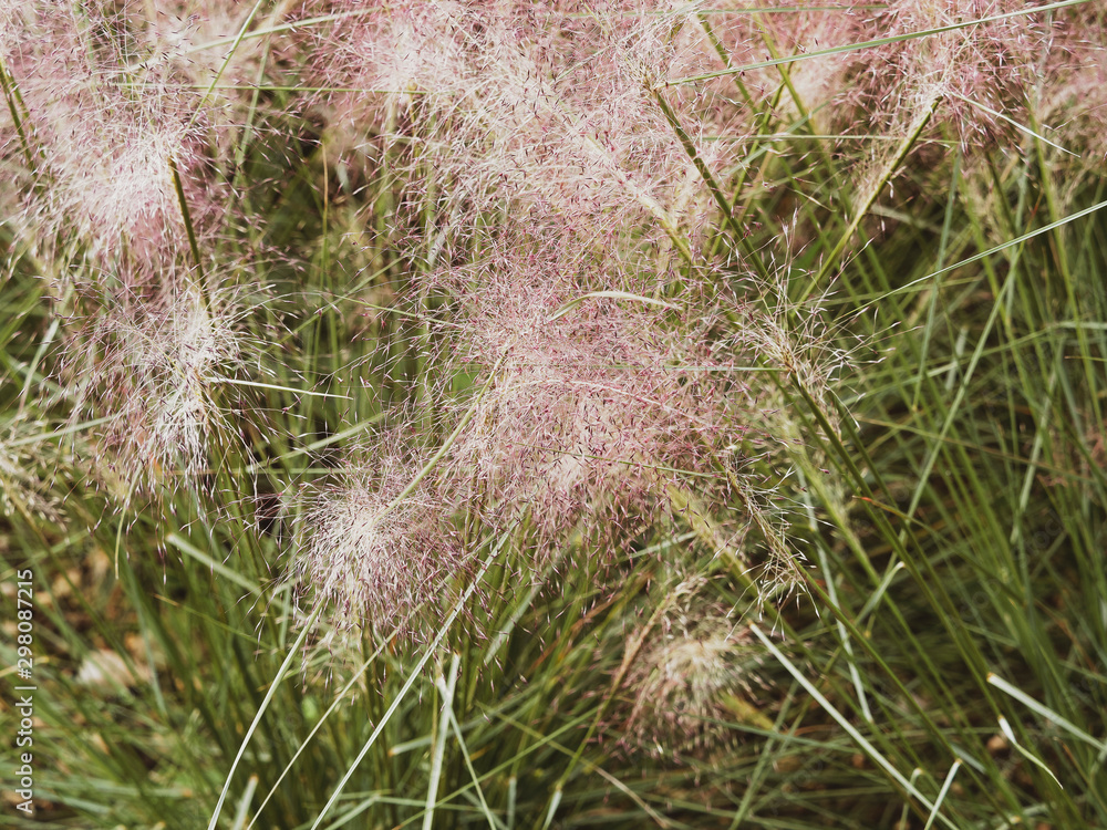 Herbes Aux épis Roses Muhlenbergia Capillaris stock.adobe.com