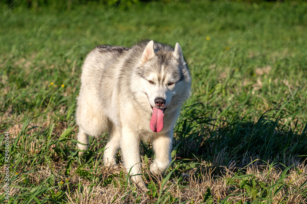 a young husky dog runs across the field with his tongue out