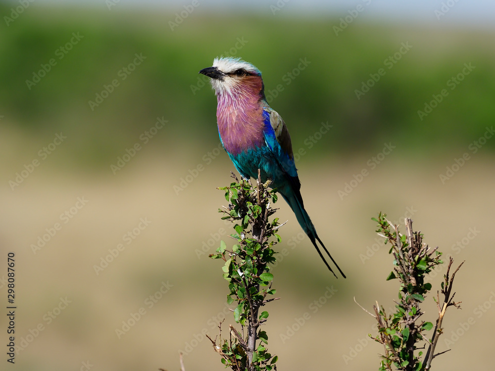 Obraz premium Lilac-breasted roller, Coracias caudata,