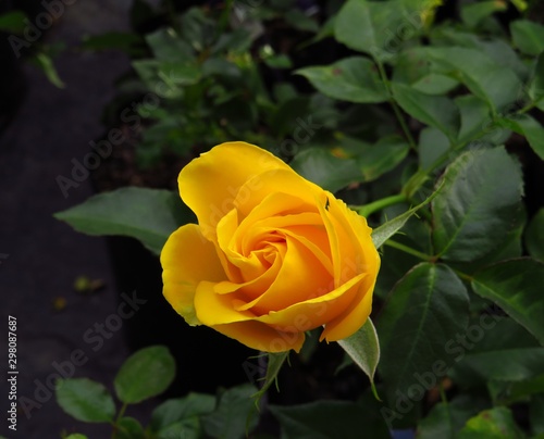 Yellow rose at a rose farm near Pretoria.