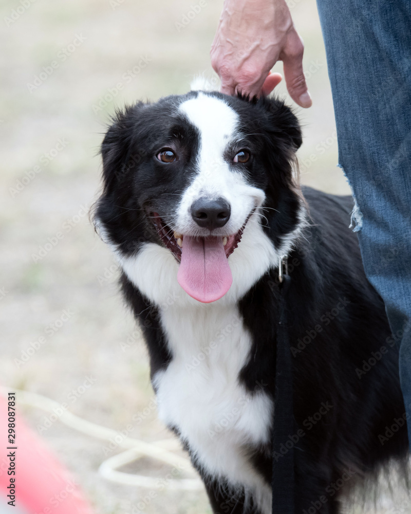 Young Black and White Border Collie sitting obediently