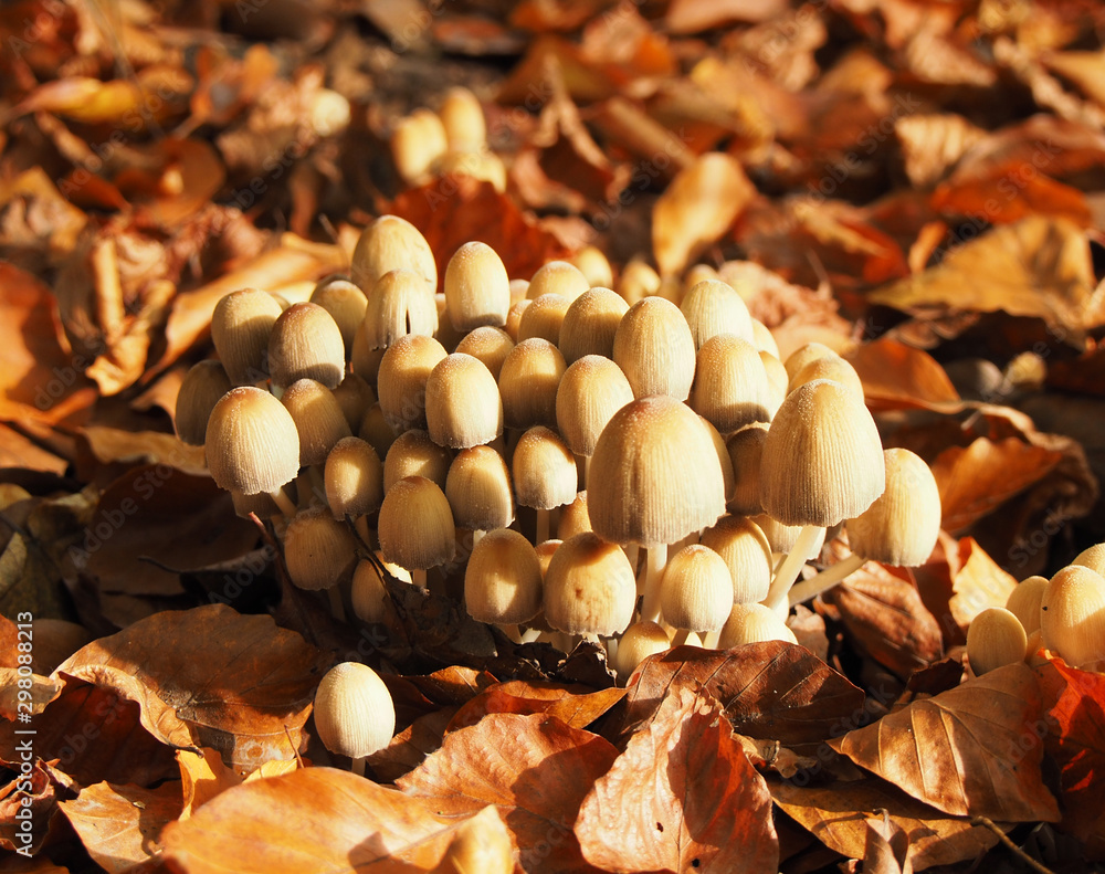Fototapeta premium Pilze im Herbstwald