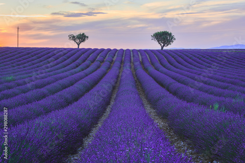 Lavender Field against Two Trees under Sunset, Provence, France