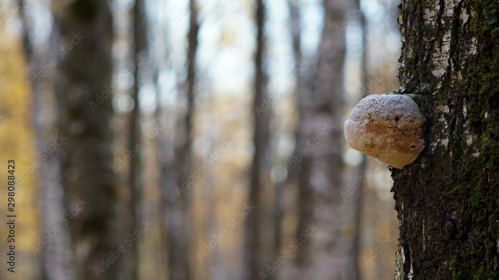 mushroom on a tree on a blurred background of trees, background mushroom on a tree on a blurred background of trees, background