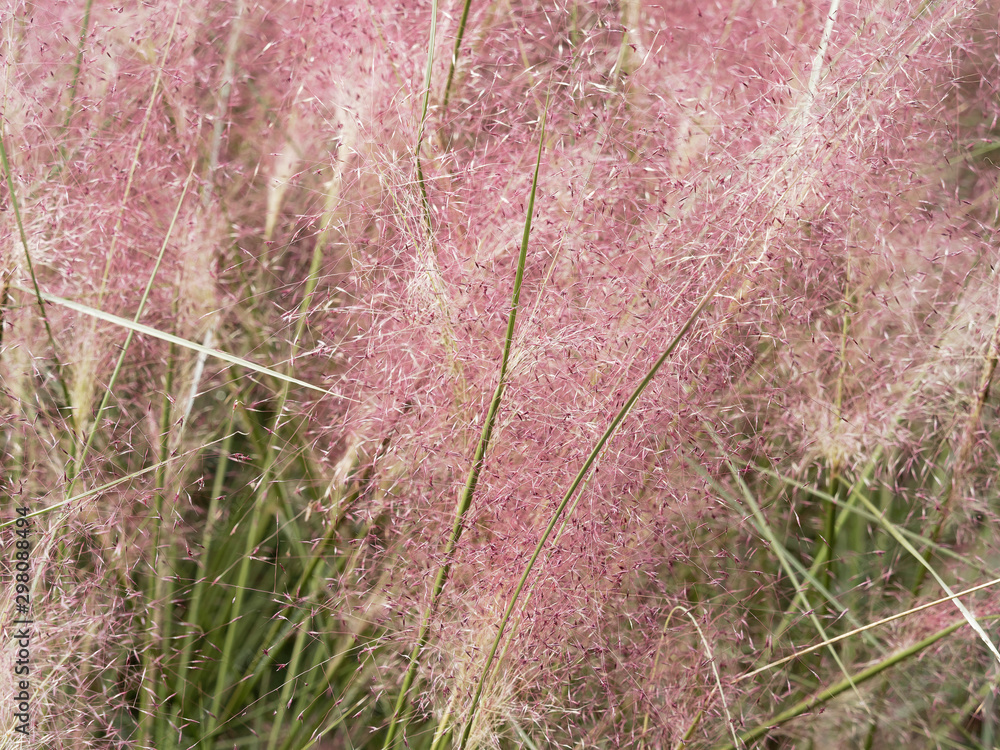 Herbes Aux épis Roses Muhlenbergia Capillaris stock.adobe.com