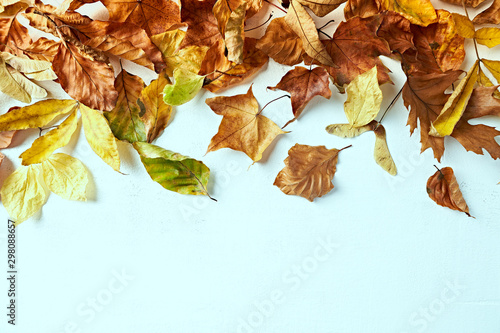 Colorful autumn leaves on white background. Nature background.