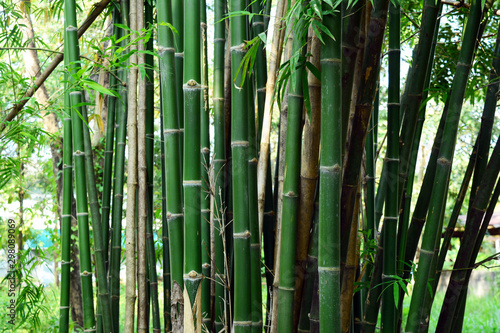 the bunch of bamboo trees in the forest near the village