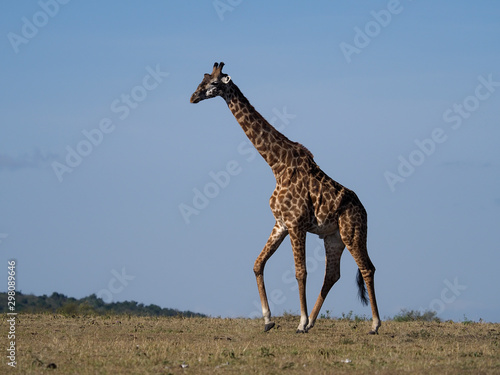 Masai or maasai giraffe, Giraffa tippelskirchi