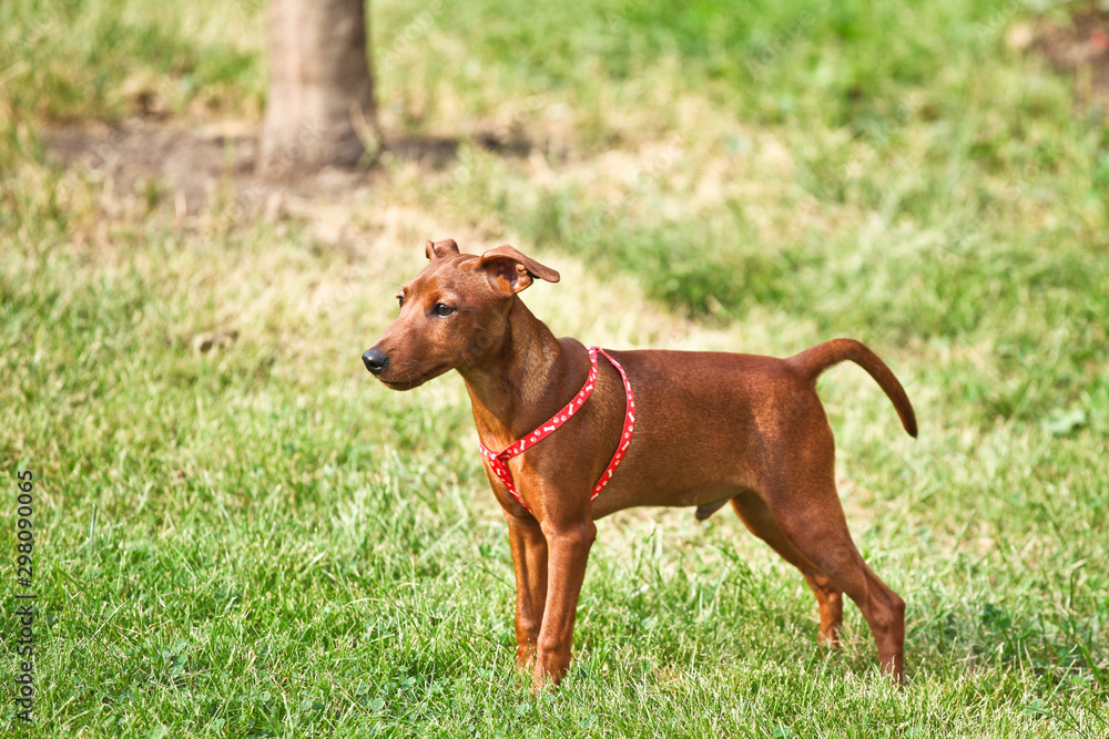 dog on the grass dog on the grass