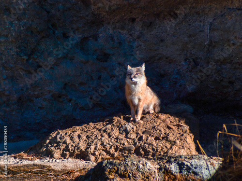 Steppe fox in Zoo Salzburg, Austria