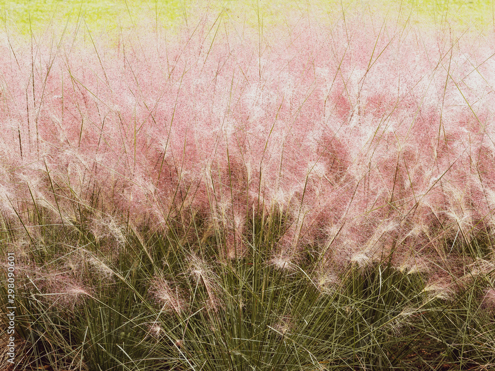 Herbes Aux épis Roses Muhlenbergia Capillaris stock.adobe.com
