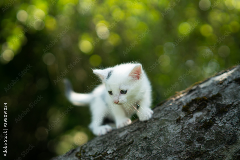 cat on tree cat on tree