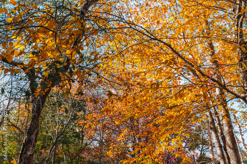 Colorful leafs on the tree in Nova scotia during the fall Colorful leafs on the tree in Nova scotia during the fall