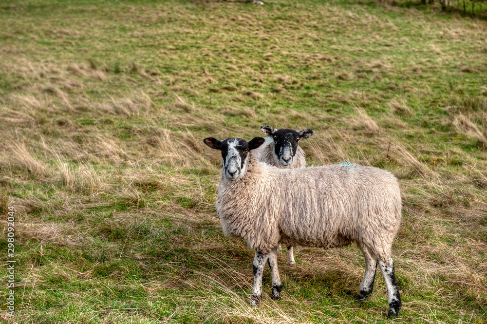 Sheep of Swaledale breed in UK lands. Sheep of Swaledale breed in UK lands.