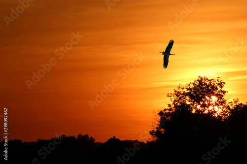 Silhouette of a flying stork on a sunset background - digital manipulation.