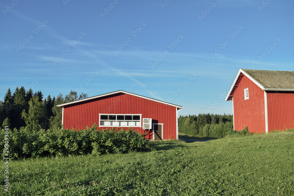 Finnish farm with red barn and shed at countyside summer sunny day, green grass, blue sky and bushes of black currant Finnish farm with red barn and shed at countyside summer sunny day, green grass, blue sky and bushes of black currant