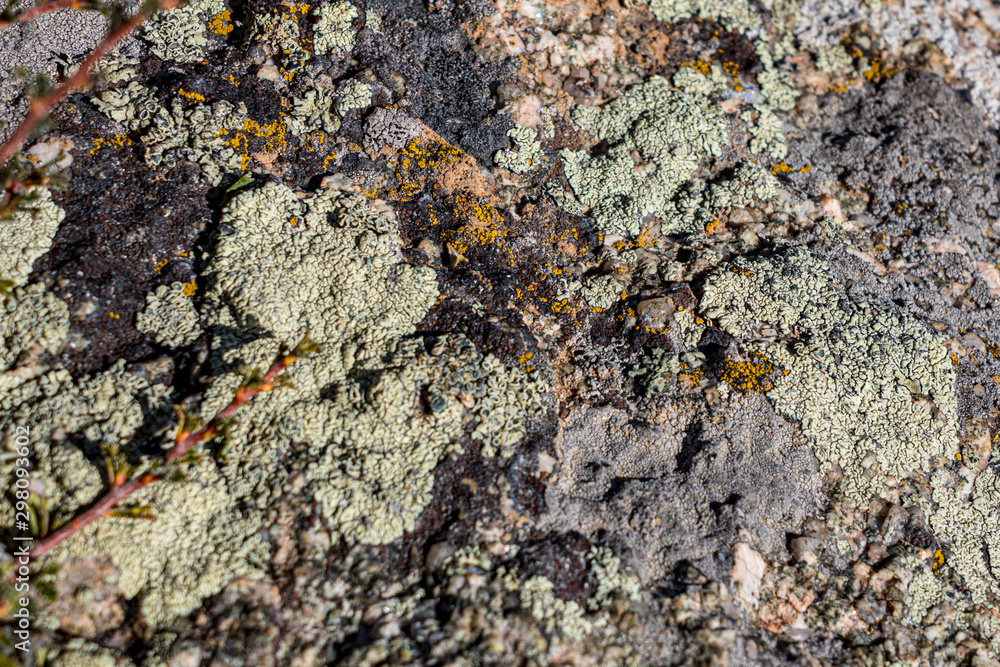 Desert Lichen Desert Lichen