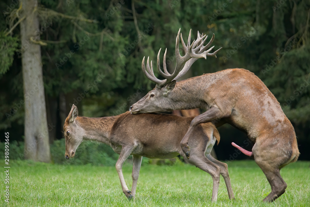 copulating red deer on the forest glade - obrazy, fototapety, plakaty 