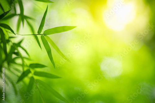 Nature of green leaf bamboo in garden at summer. Natural green leaves plants using as spring background cover page greenery environment ecology wallpaper