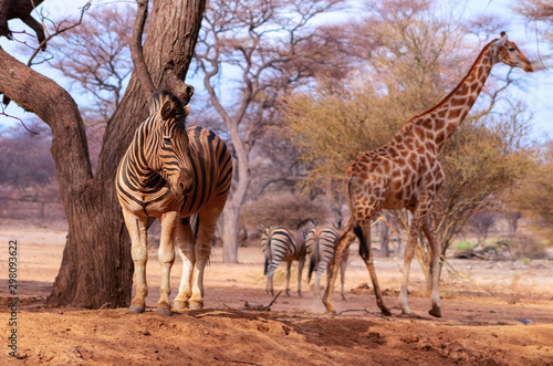 Wild african animals. Zebra close up portrait. African plains zebra on the dry yellow savannah grasslands. 
