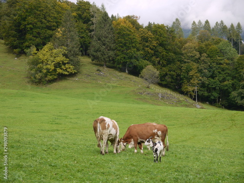 Grasende Kühe © Alexandra Schuh