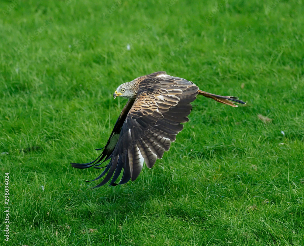 Obraz premium Red kite, Milvus milvus, single bird in flight, Wales, September 2019