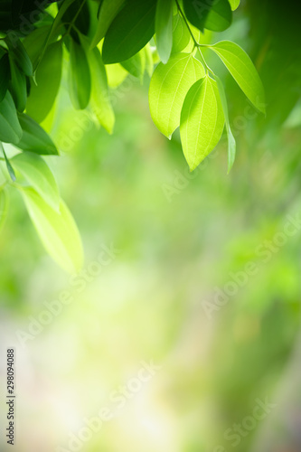 Nature of green leaf in garden at summer. Natural green leaves plants using as spring background cover page greenery environment ecology wallpaper