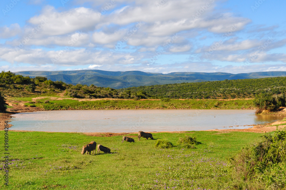 a family of warthogs grazing in front of a lake in Addo Elephant Park a family of warthogs grazing in front of a lake in Addo Elephant Park
