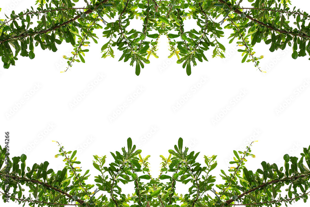 Frame of leaves top border and bottom border on a white background Frame of leaves top border and bottom border on a white background