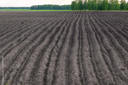 agricultural field rows of hilled soil growing potatoes