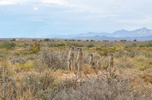 Photo african meerkats standing in the african savanah