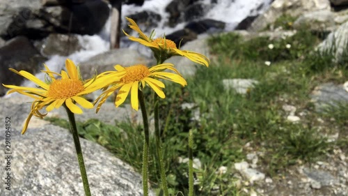 The yellow flowers of mountain arnica flourished in mountain meadows.