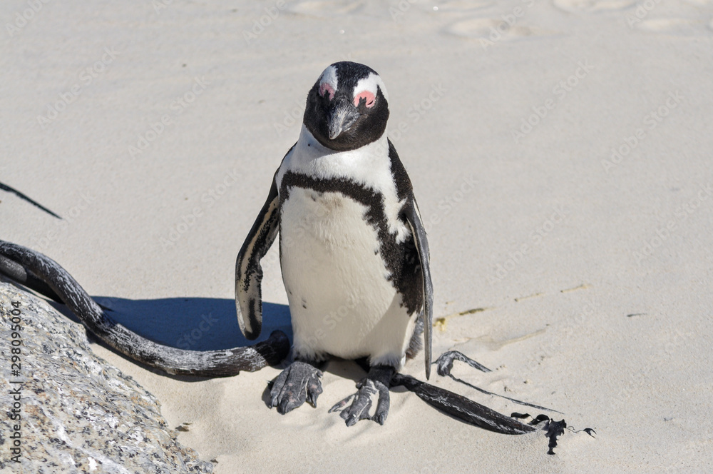 Obraz premium portrait of a penguin at boulders beach
