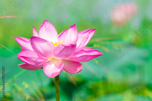 Beautiful pink lotus flower in nature background