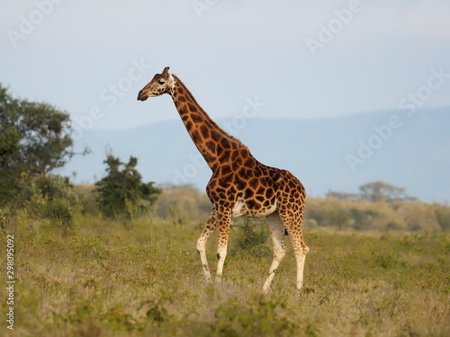 Rothschilds giraffe, Giraffa camelopardalis rothschildi