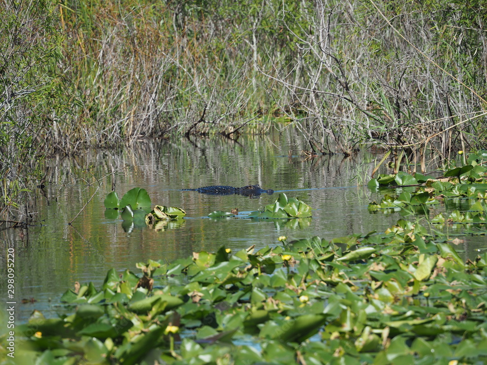 Fototapeta premium Everglades in Florida