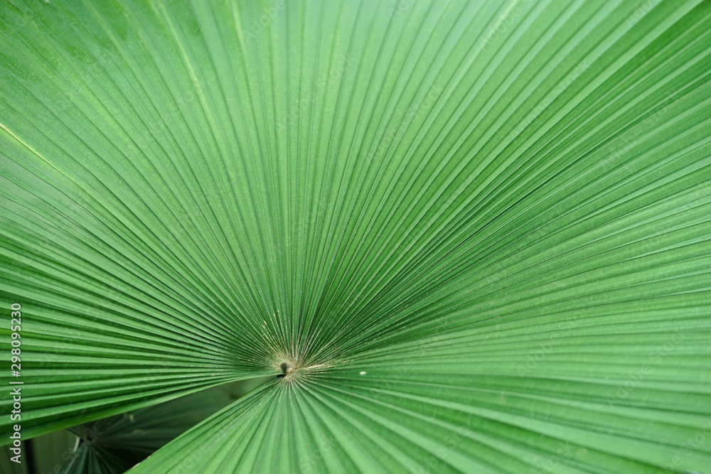 Fototapeta premium White elephant palm. A closed up texture pattern details of Kerriodoxa Elegans or commonly known as a white elephant palm.