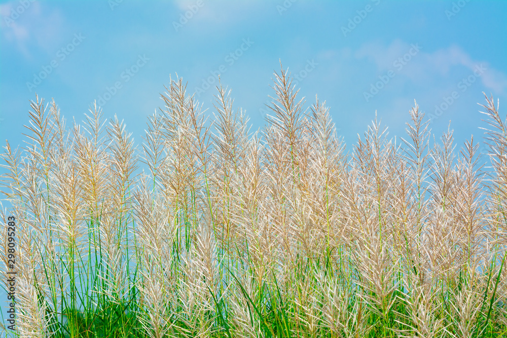 Fototapeta premium Wind blowing through grass flower at autumn under blue sky background