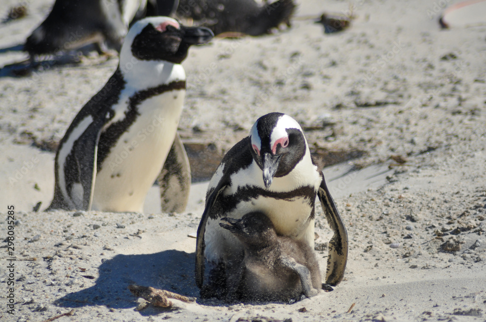 Naklejka premium a big colony of penguins at boulders beach